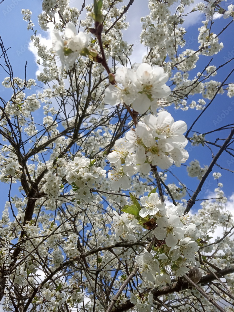 cherry tree blossom, spring garden cherry tree blossom, spring garden