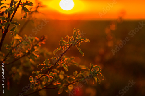 Branch with green leaves on beautiful sunset in a field. Beautiful sunset landscape