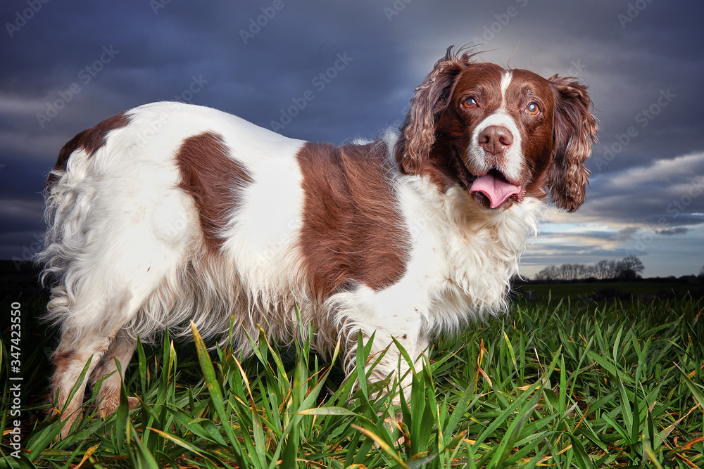 Adorable dog standing in long grass in a farmers field at sunset. Close up with vibrant colour.