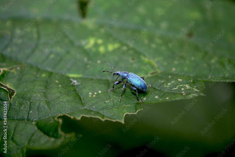 Fototapeta premium Macro blue bug on leaf.