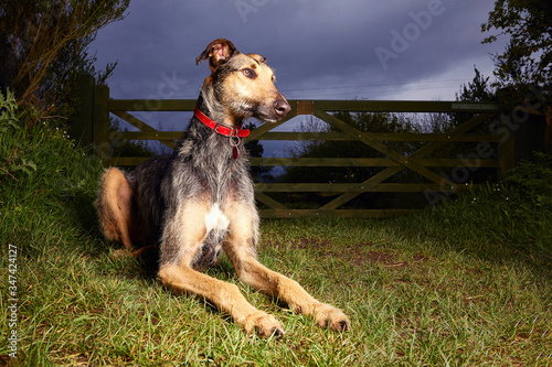 Beautiful lurcher looking off into the distance at dusk. Dog sitting in front of traditional five bar farm gate. Vibrant colour and space for copy / text. photo