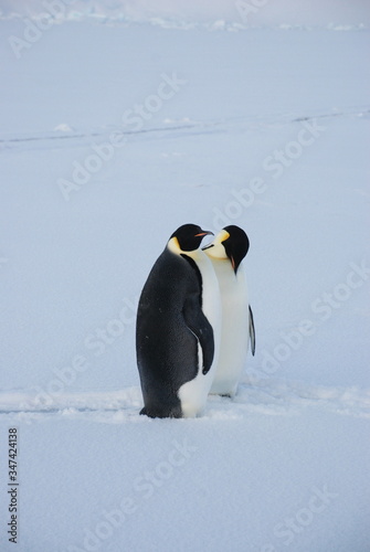 Obraz na płótnie emperor penguin in antarctica