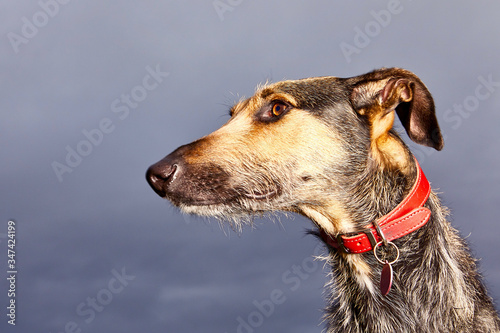 Beautiful lurcher looking off into the distance at dusk. Vibrant colour and space for copy / text. Head shot photo