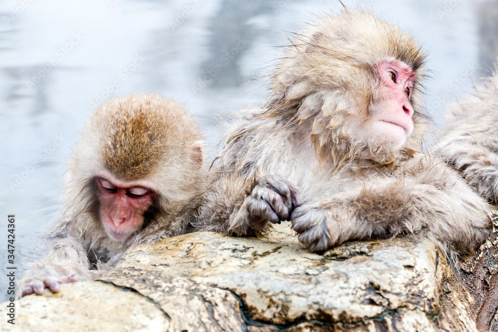Naklejka premium Two cute Japanese macaque sitting in a hot spring. Snow monkeys (Macaca fuscata) from Yudanaka, Japan, Nagano Prefecture.