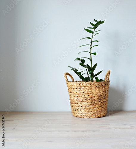 Green house plant zamioculcas in wicker basket on wooden desk over white wall