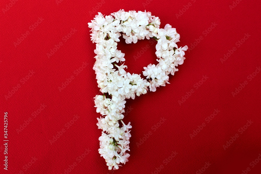 Letter P made from flowers of white lilac on a red background. Flowers composition. Flat lay. Letter P made of white flowers. Spring concept. Floral letters of the alphabet for design and decorati