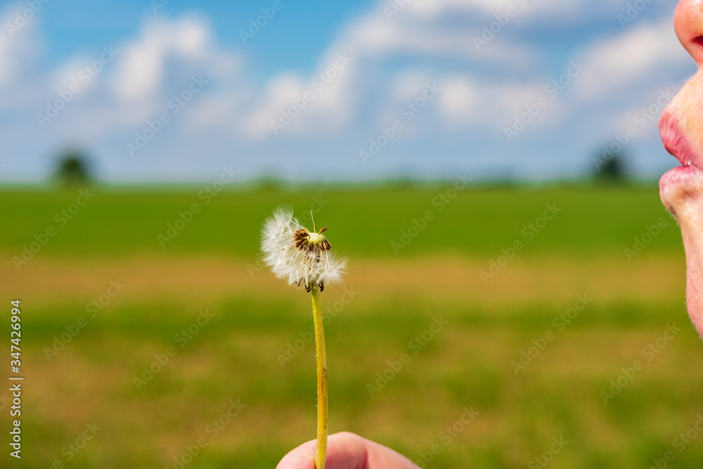 Woman seen holding a wild dandelion while blowing on its head to help release the seedlings.