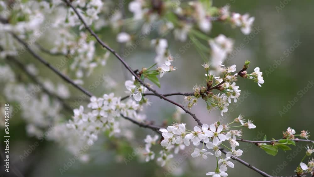Cherry blossom tree blossoming in spring. Fresh blooming peach blossom flowers. Spring nature background. Beautiful cherry blossom flowers. Cherry blossom tree blossoming in spring. Fresh blooming peach blossom flowers. Spring nature background. Beautiful cherry blossom flowers.