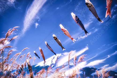 Koinobori in the blue sky next to mount Fuji during Golden Week. Carp-shaped windsocks flying in the blue sky on a sunny day.