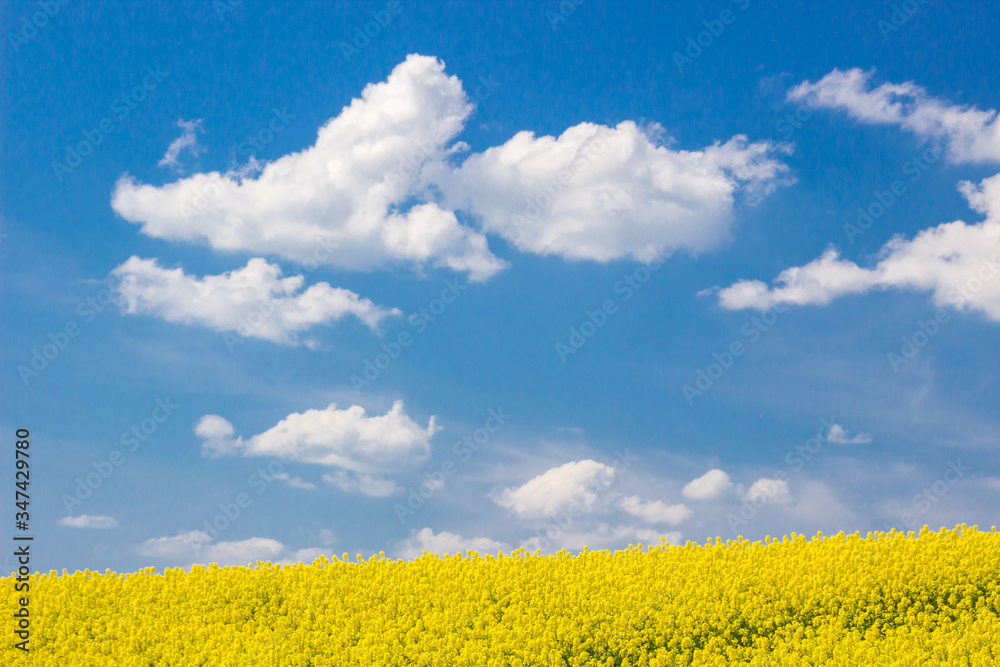 
lonely white cloud in the blue sky above the rape field