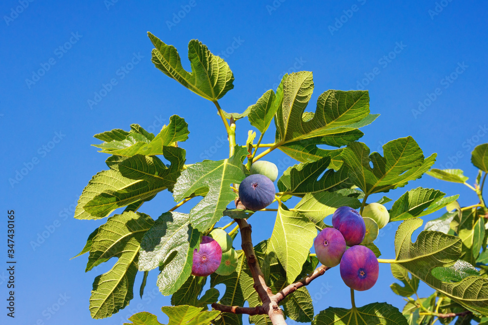 Autumn. Branch of fig tree ( Ficus carica ) with leaves and colorful ...