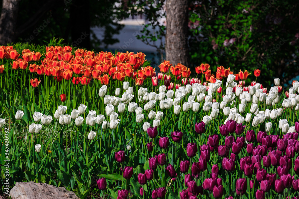 field of tulips field of tulips