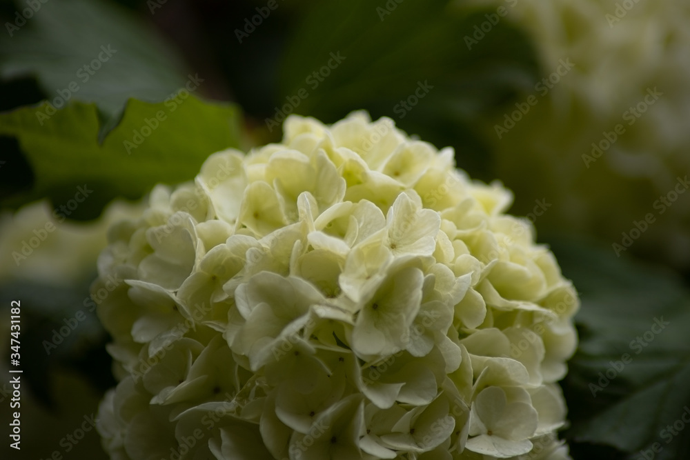 blooming white flowers of snowball plant
