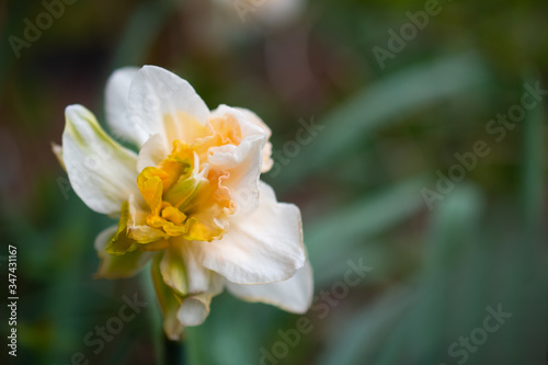 Curly Narcissus flower close up on a green background