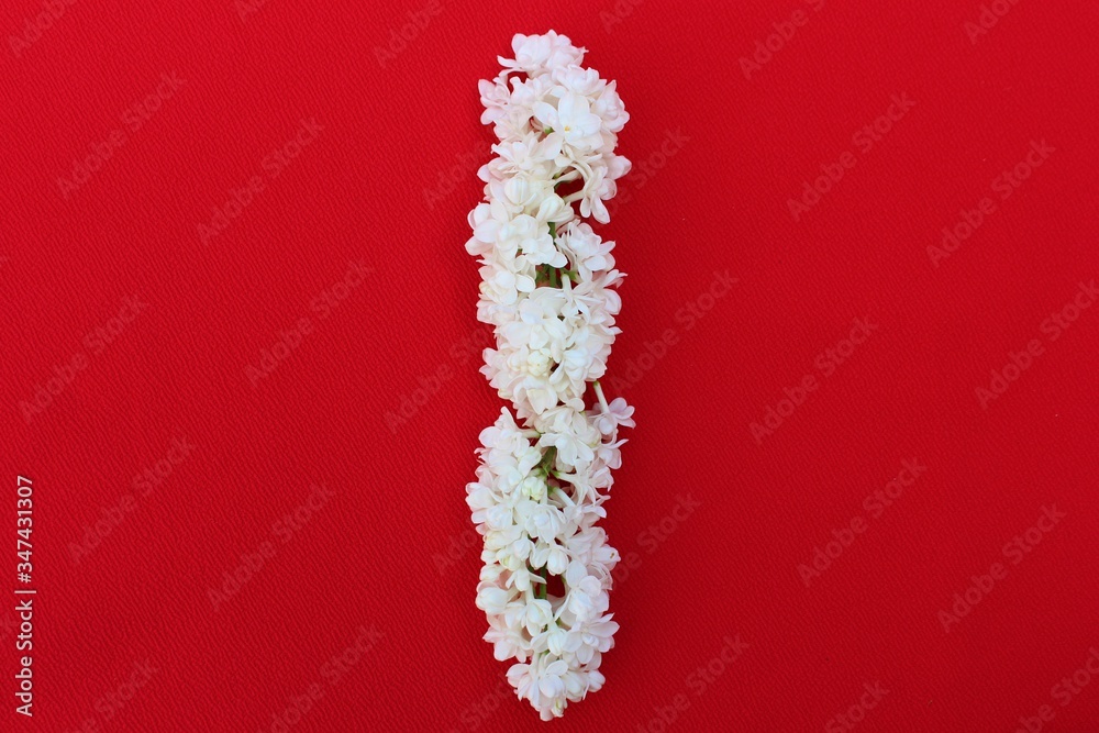 Letter I made from flowers of white lilac on a red background. Flowers composition. Flat lay. Letter I made of white flowers. Spring concept. Floral letters of the alphabet for design and decorati
