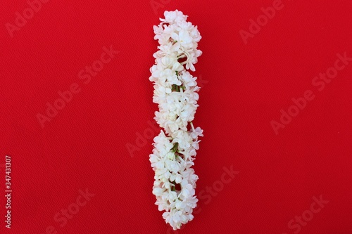 Obraz na płótnie Letter I made from flowers of white lilac on a red background. Flowers composition. Flat lay. Letter I made of white flowers. Spring concept. Floral letters of the alphabet for design and decorati w salonie