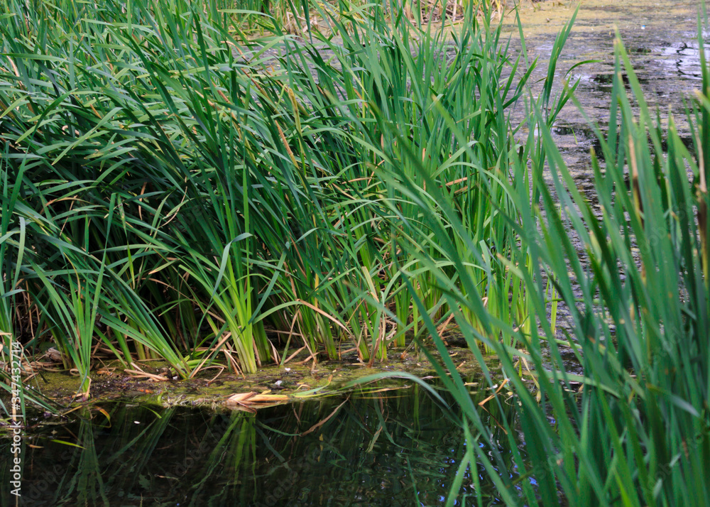 Fototapeta premium Swamp on a summer day, reeds with long leaves and duckweed on the surface of the water. Blue sky and green plants around.