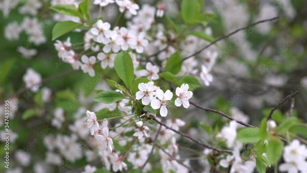 Cherry blossom tree blossoming in spring. Fresh blooming peach blossom flowers. Spring nature background. Beautiful cherry blossom flowers. Cherry blossom tree blossoming in spring. Fresh blooming peach blossom flowers. Spring nature background. Beautiful cherry blossom flowers.