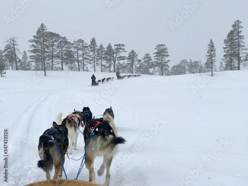 Husky adventures in spring woods. The husky safaris with genuine passion for sled dogs, mushing and long adventurous sled dog races.
