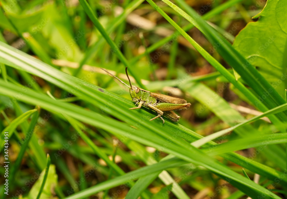 grasshopper in the grass