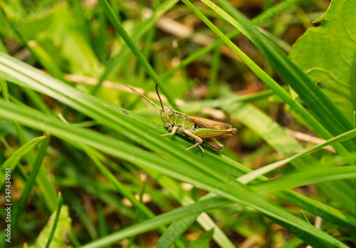 grasshopper in the grass