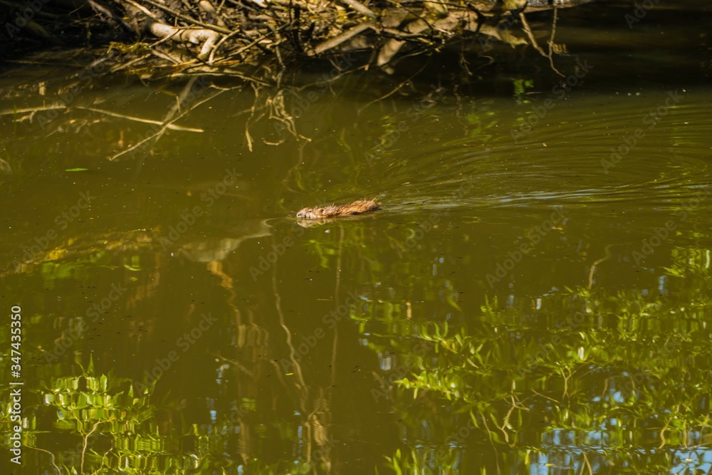 Obraz premium Bisamratte in Fluss 