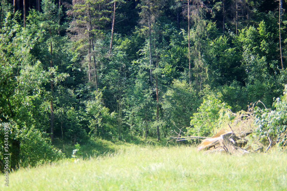 Fototapeta premium Grassy meadow in the forest. Sunny day.