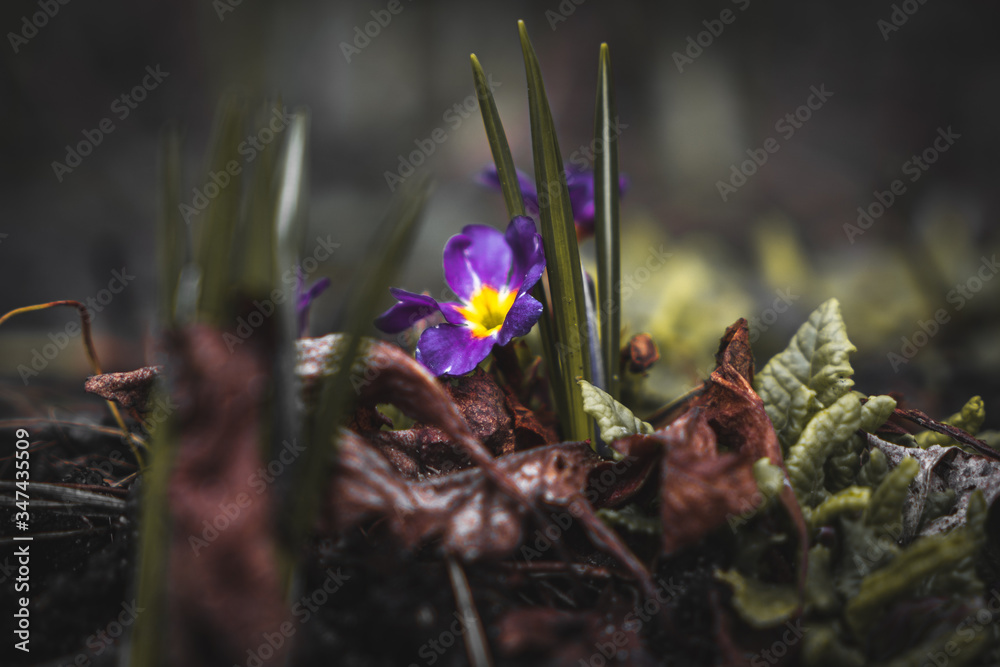 Kwitnący fioletowy pierwiosnek - obrazy, fototapety, plakaty 