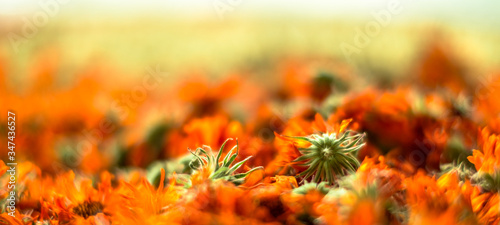 Dried flowers