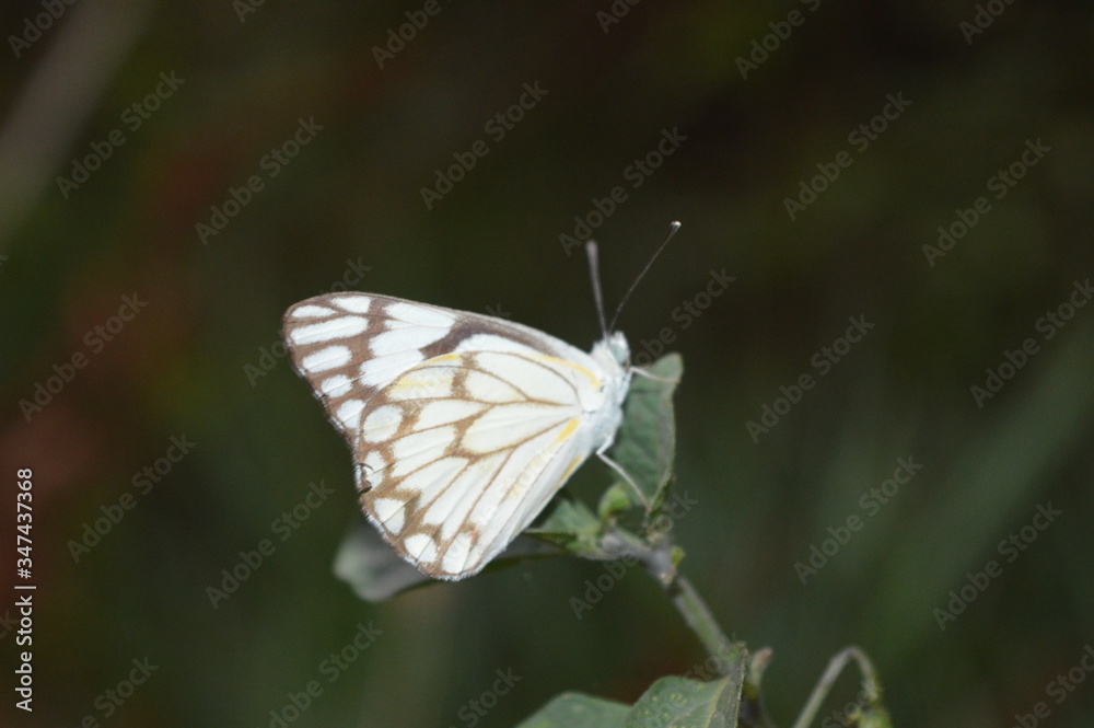 Obraz premium Butterfly on a peaf