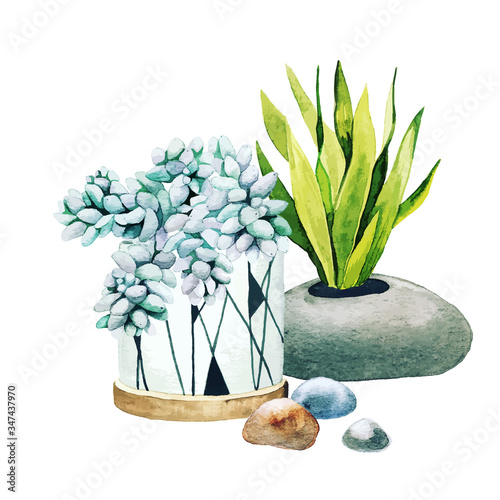Composition of potted cactus plants and succulents
