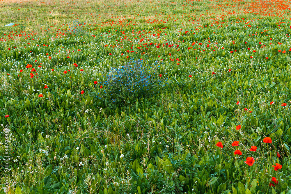 Campo de flores de colores rojo y azul 
