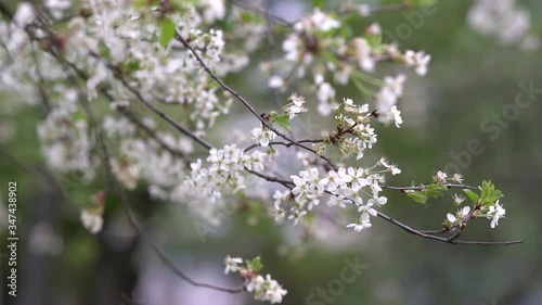 Cherry blossom tree blossoming in spring. Fresh blooming peach blossom flowers. Spring nature background. Beautiful cherry blossom flowers.