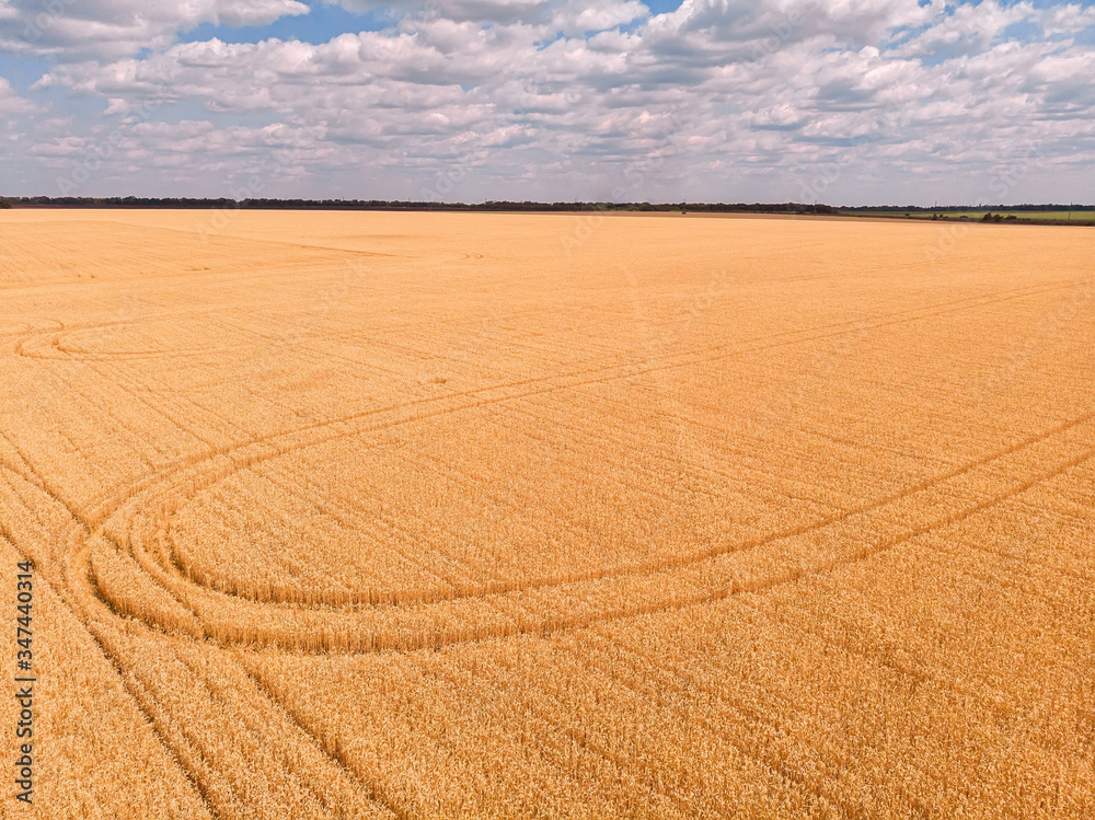 Naklejka premium Aerial view of wheat field with tractor tracks. Farm from drone view.