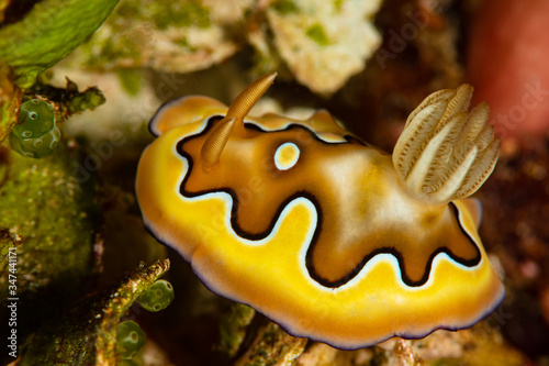 sea slug nudibranch co's chromodoris