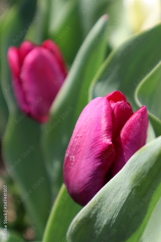 Purple tulip flower in the garden Purple tulip flower in the garden