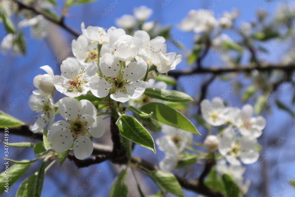Pear tree flowers in the garden. Blooming spring garden. Pear tree flowers in the garden. Blooming spring garden.