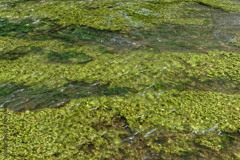 Algues et herbes en fond de l'eau de rivière 