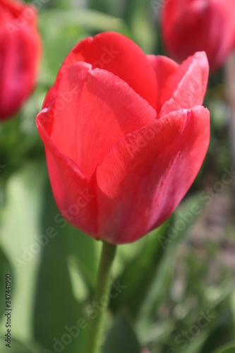 Red tulip flowers in the garden 