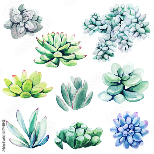 Watercolor set of cactus plants and succulents
