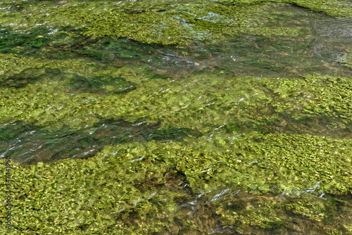 Algues et herbes en fond de l'eau de rivière  © galaad973