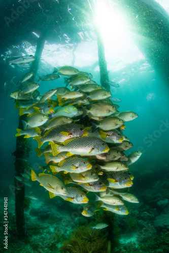 diagonal-banded sweetlips with vermiculate rabbitfish and onespot snapper photo