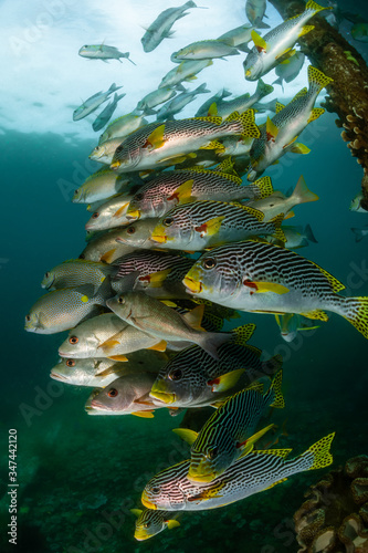 diagonal-banded sweetlips with vermiculate rabbitfish and onespot snapper photo