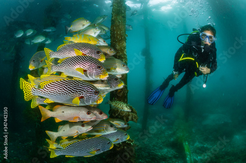 diagonal-banded sweetlips with vermiculate rabbitfish and onespot snapper with woman diver photo