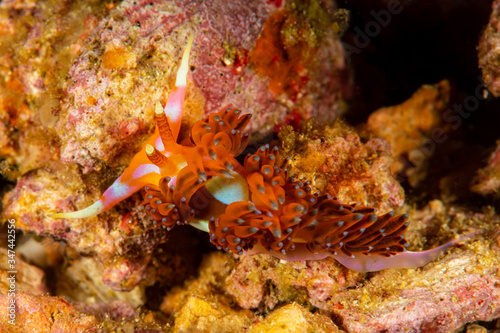 aeolid sea slug nudibranch flabellina © Subphoto