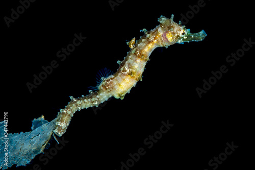 juvenile tigertail seahorse on piece of plastic