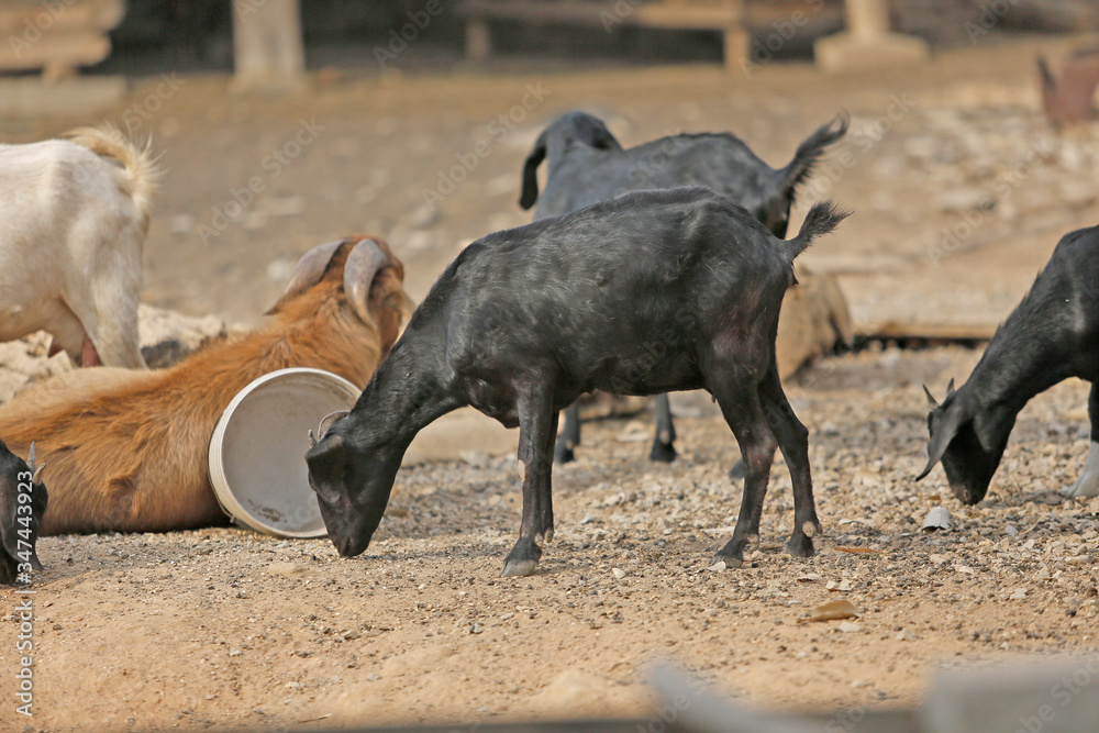 Fototapeta premium A picture of a young goat on the farm and looking for food to eat