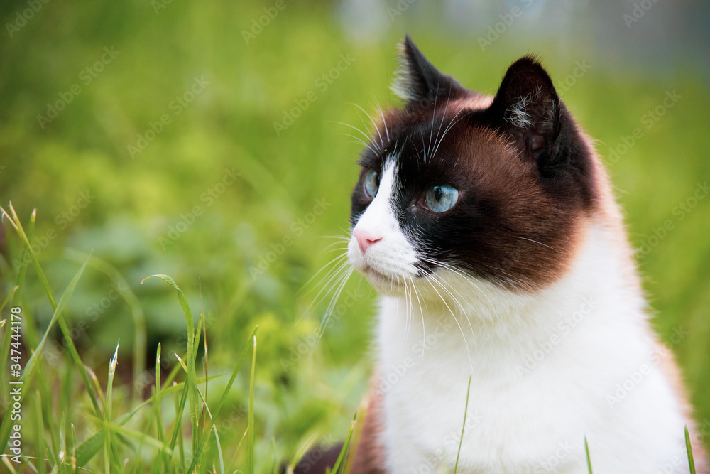 Close up portrait head shot of funny siamese cat with blue eyes looking towards left. Green grass blurry background. Copy space on left.