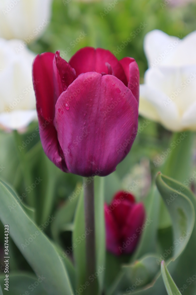 Purple tulip flower in the garden Purple tulip flower in the garden