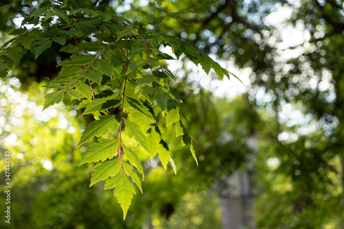 green leaves in spring